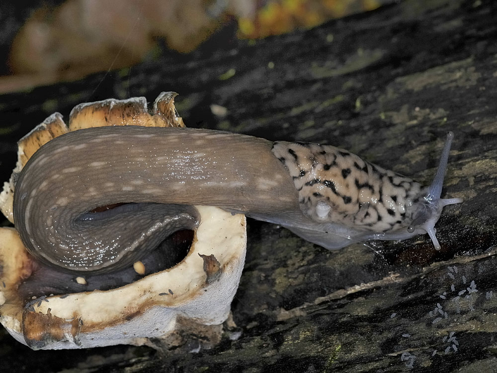 Limax subalpinus da Avigliana (TO)